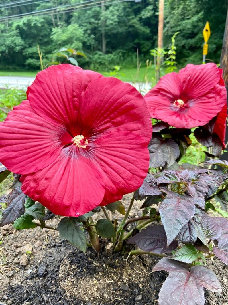 Midnight Marvel Hibiscus: Darkness-Loving Beauty