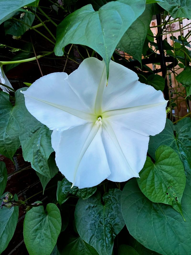 Moon Flower: The Ghostly Trumpet