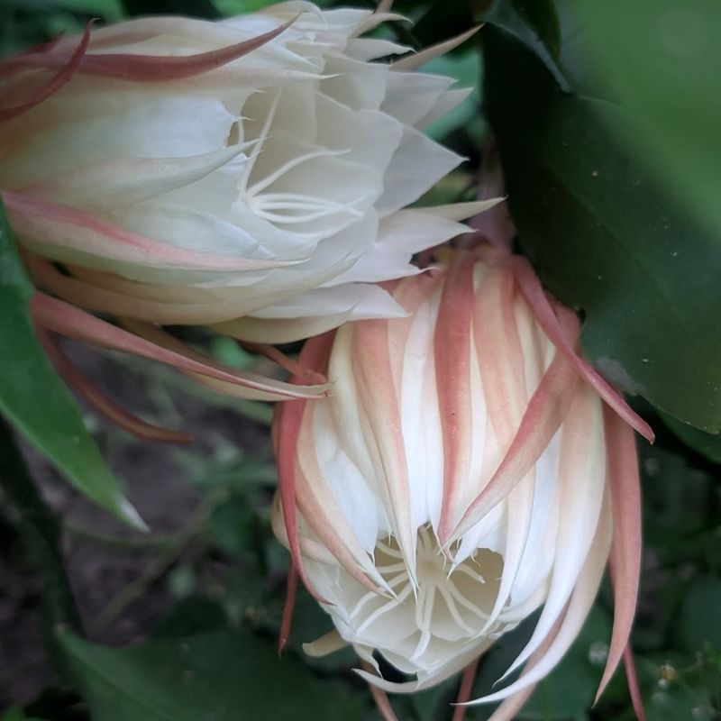 Tropical Night-Blooming Gardenia: Moonlight's Sweet Perfume