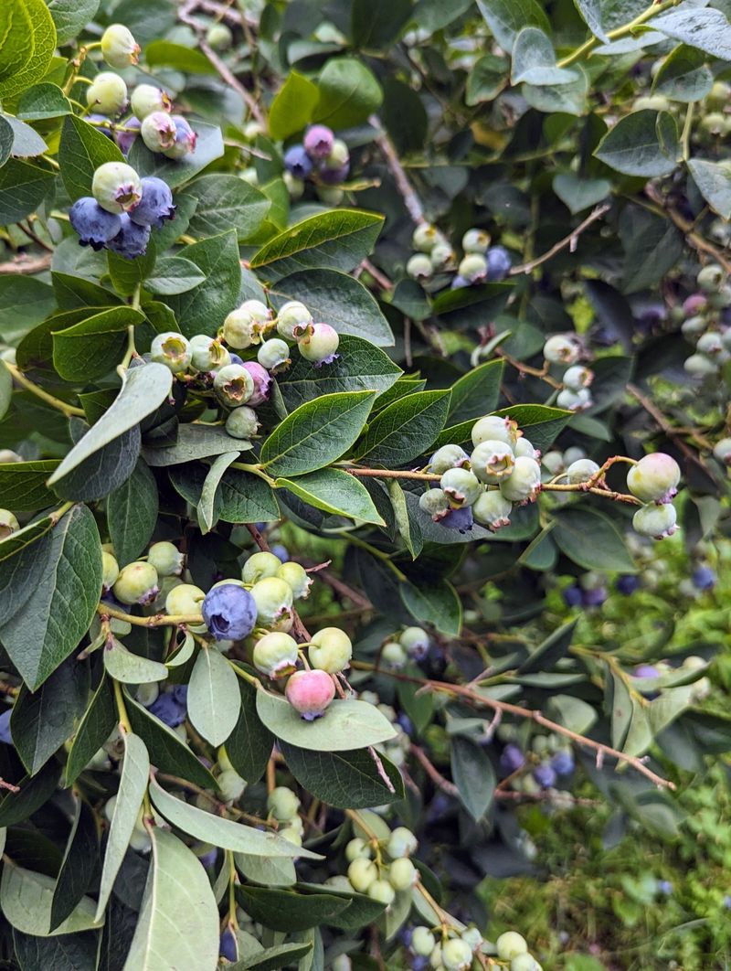 Blueberry Bushes