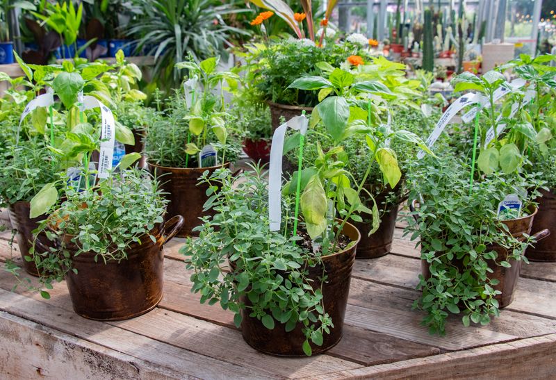 Autumn Herb Containers