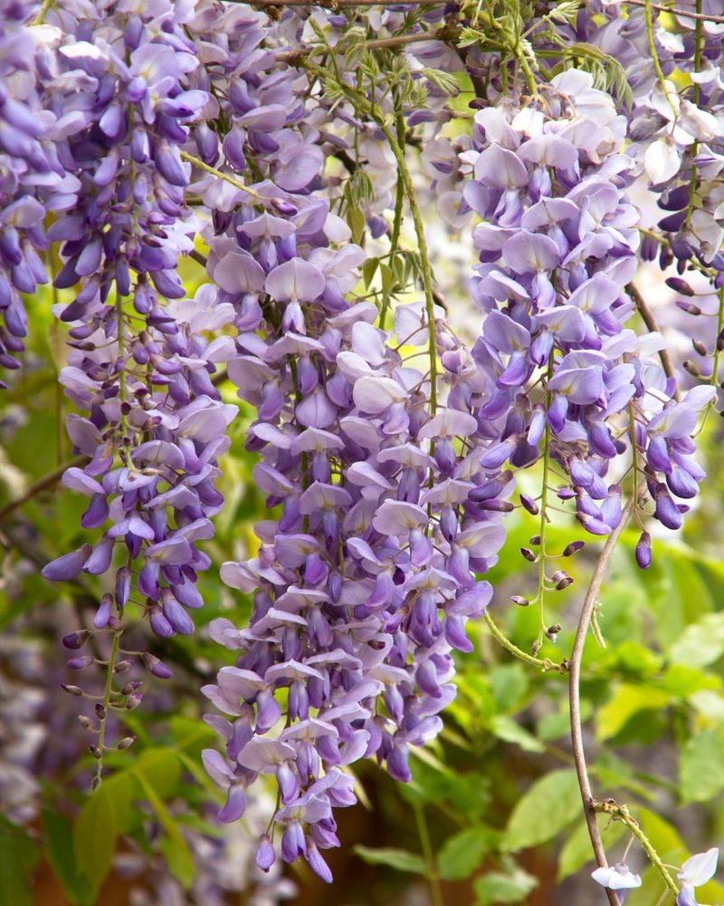 Wisteria's Wild Ways