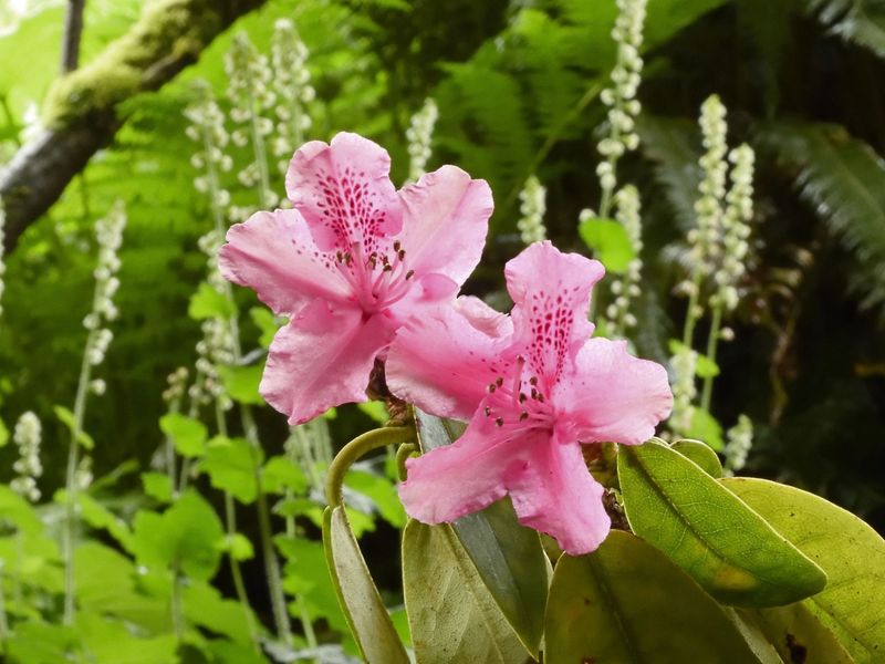 Pacific Rhododendron
