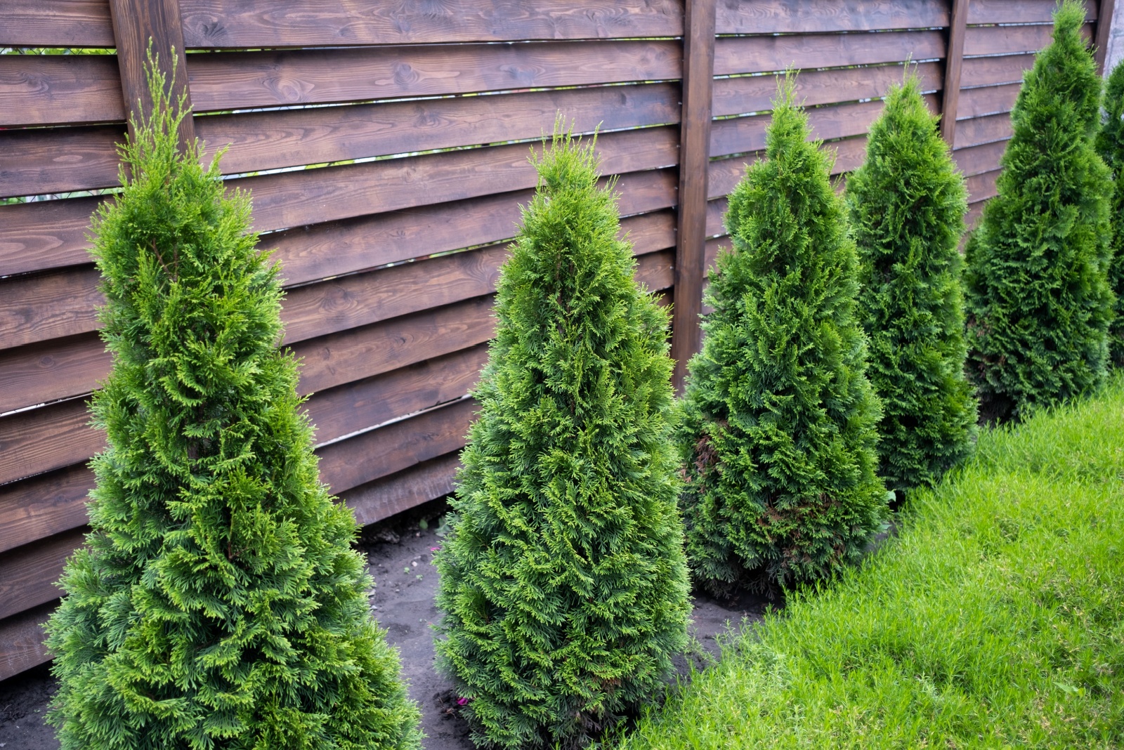 Beautiful young green thuja