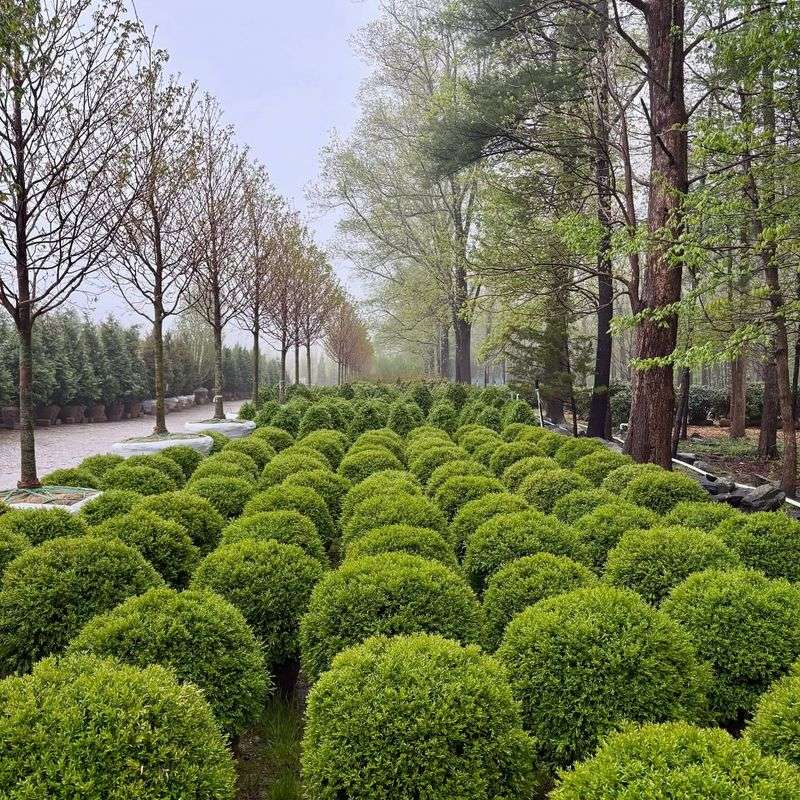 Boxwood (Buxus)