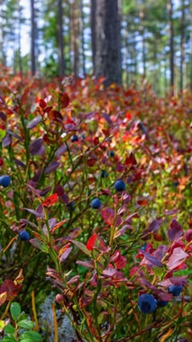 Blueberry Bushes