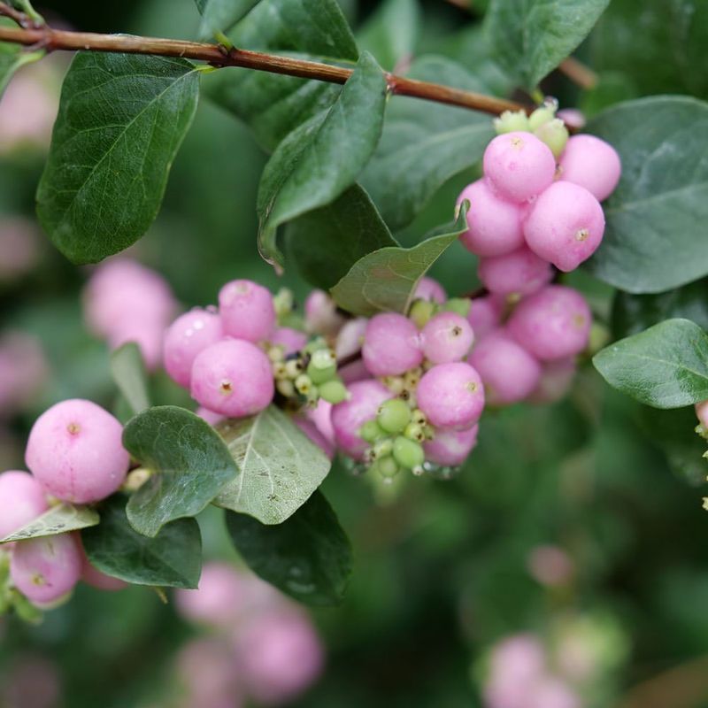 Coralberry