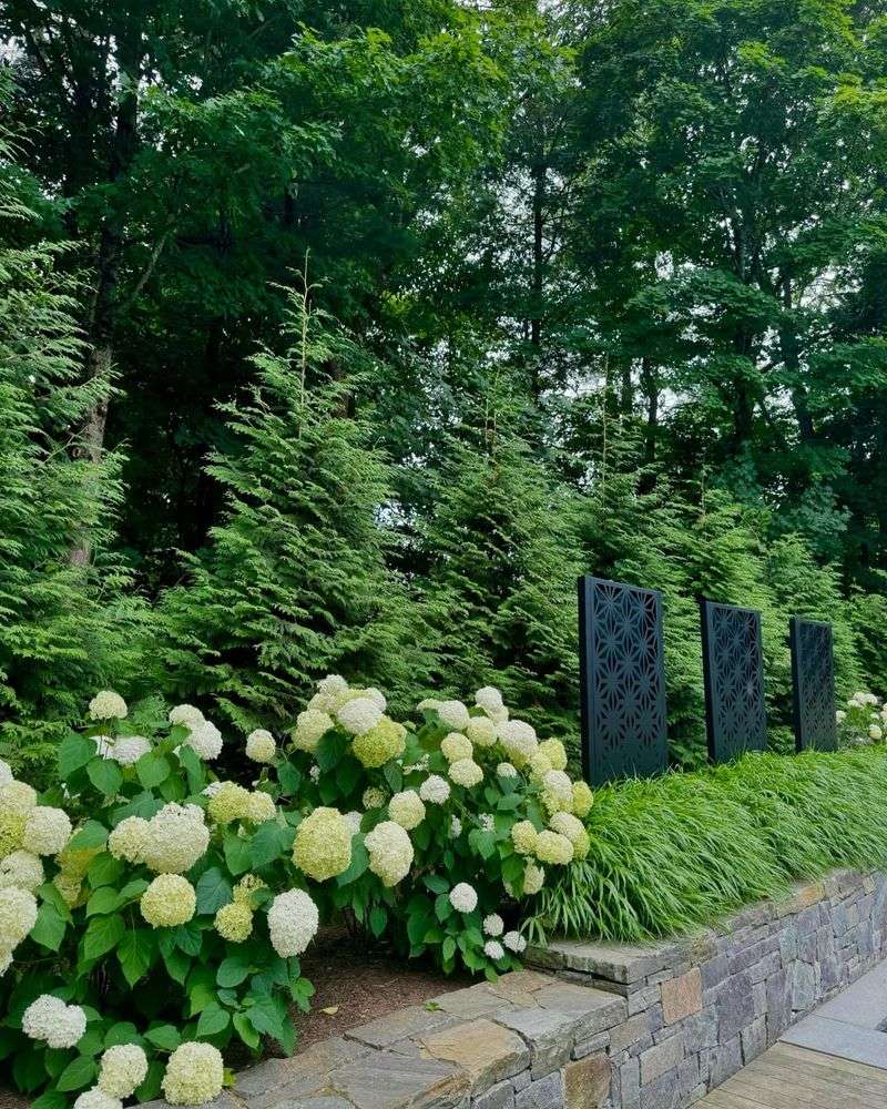 Oversized Privacy Hedges