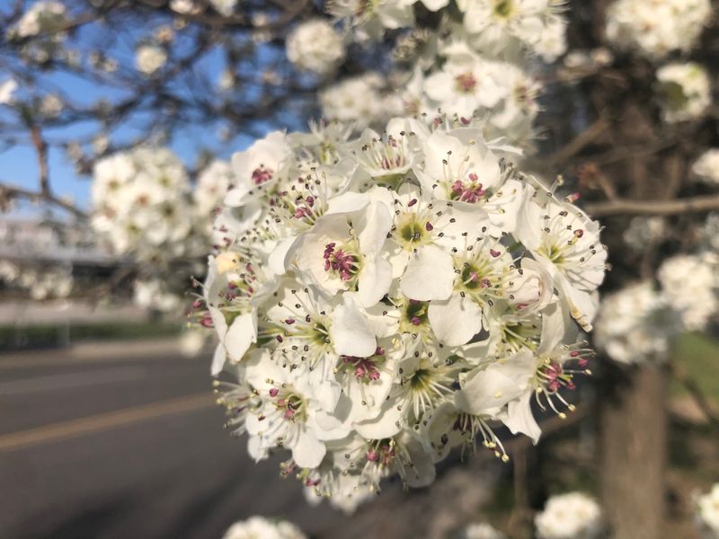 Non-Native Plant Species