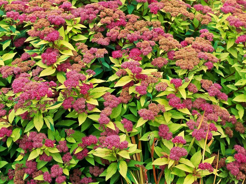 Non-Native Invasive Plants