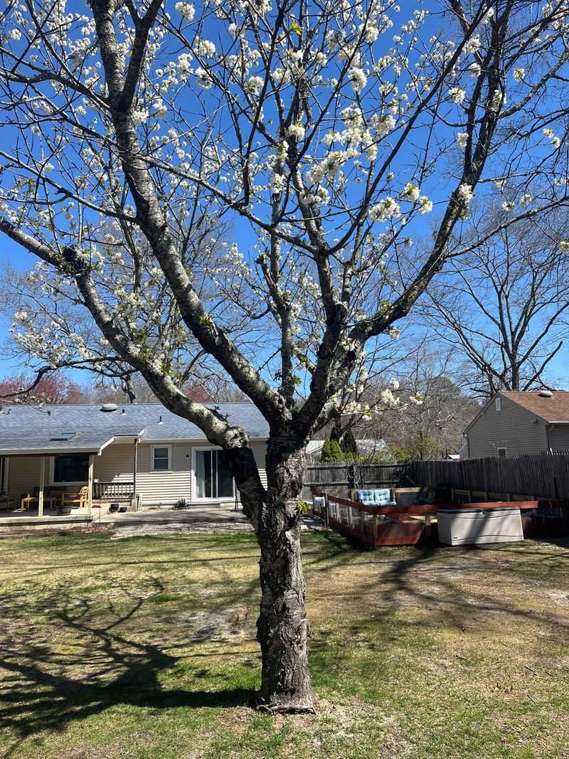 Bradford Pear Tree Obsession