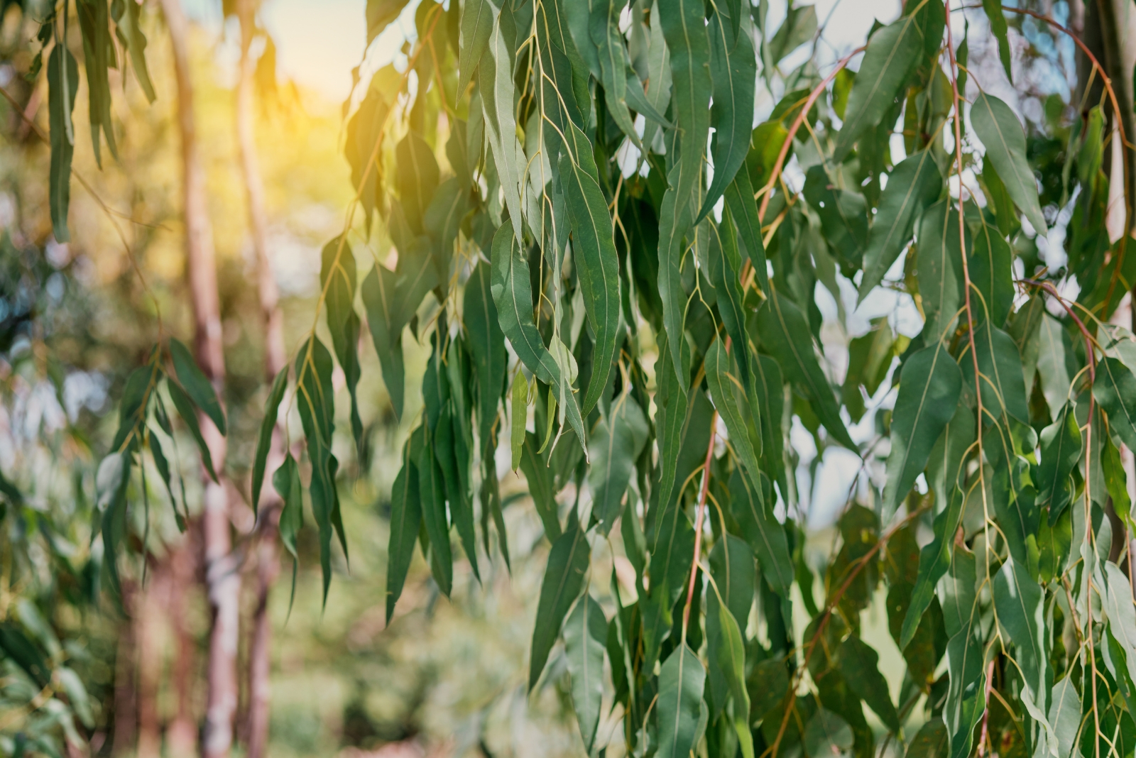 Experts Warn Against This Tree That Could Harm North Carolina Yards