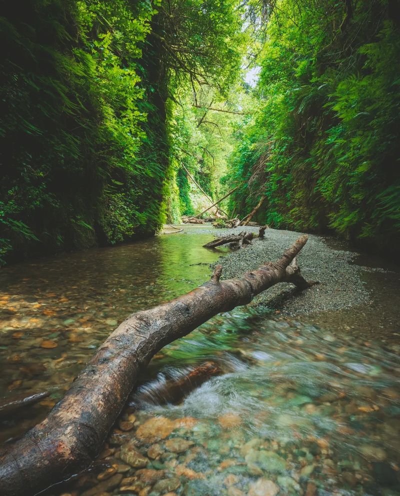 Fern Canyon
