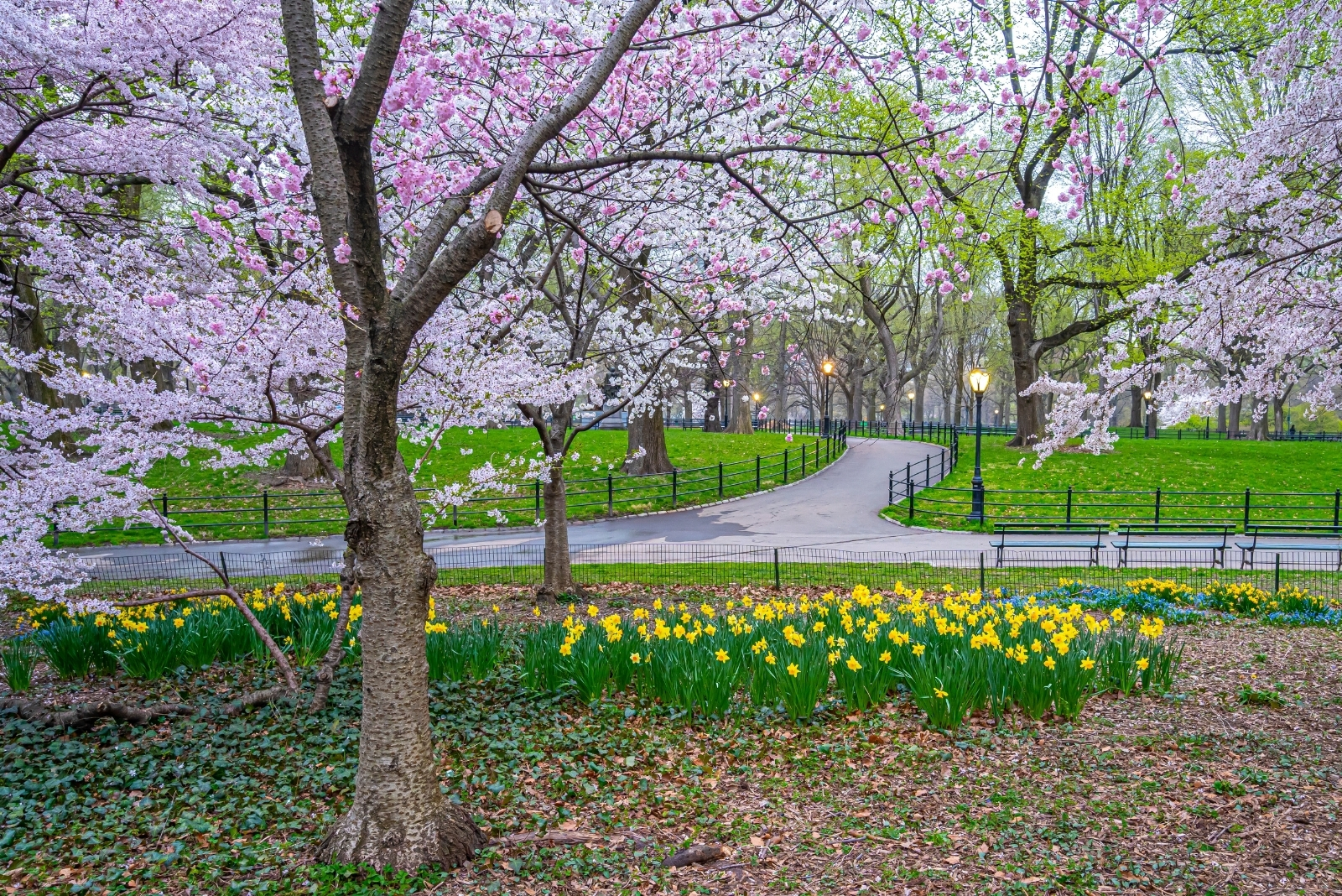 Spring in Central Park, New York City (featured image)