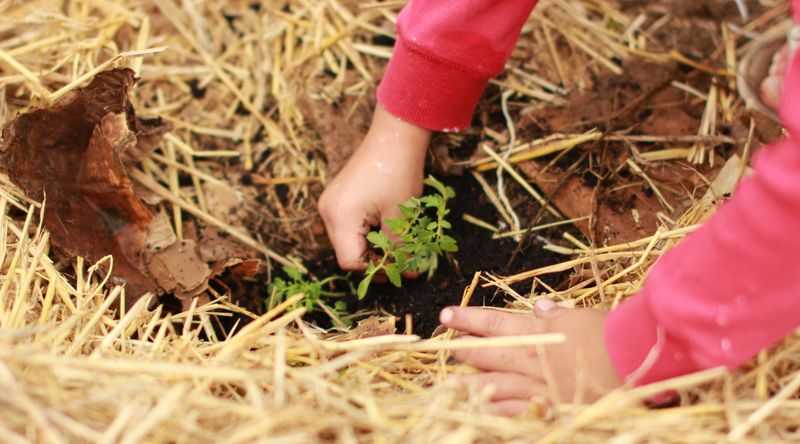 Attend A Master Gardener Workshop