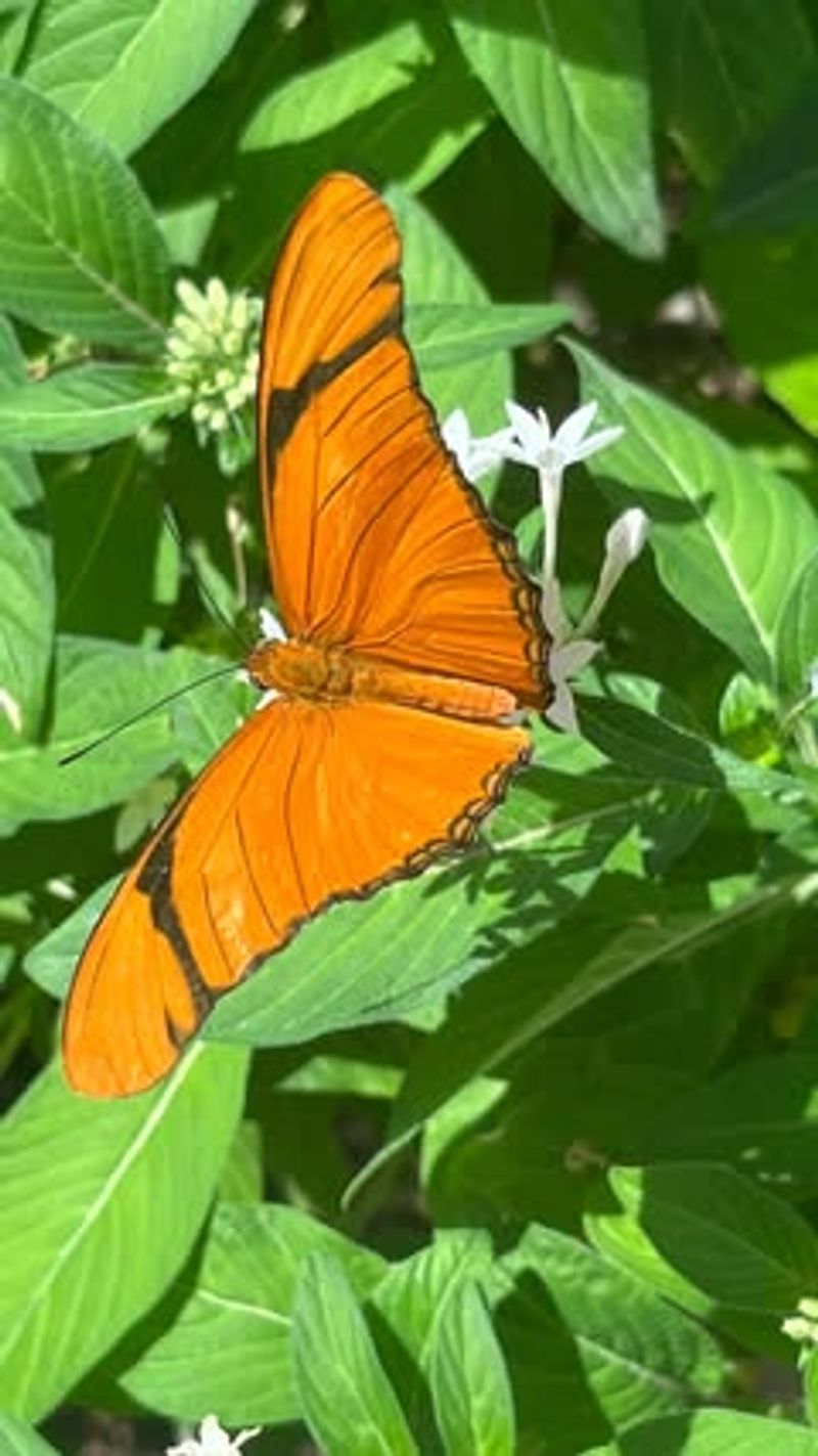 Visit the Butterfly Pavilion