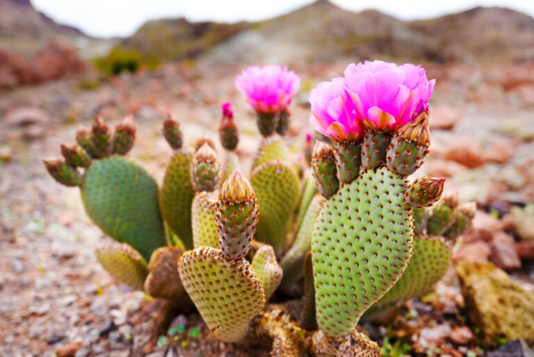 prickly pear cactus (featured image)