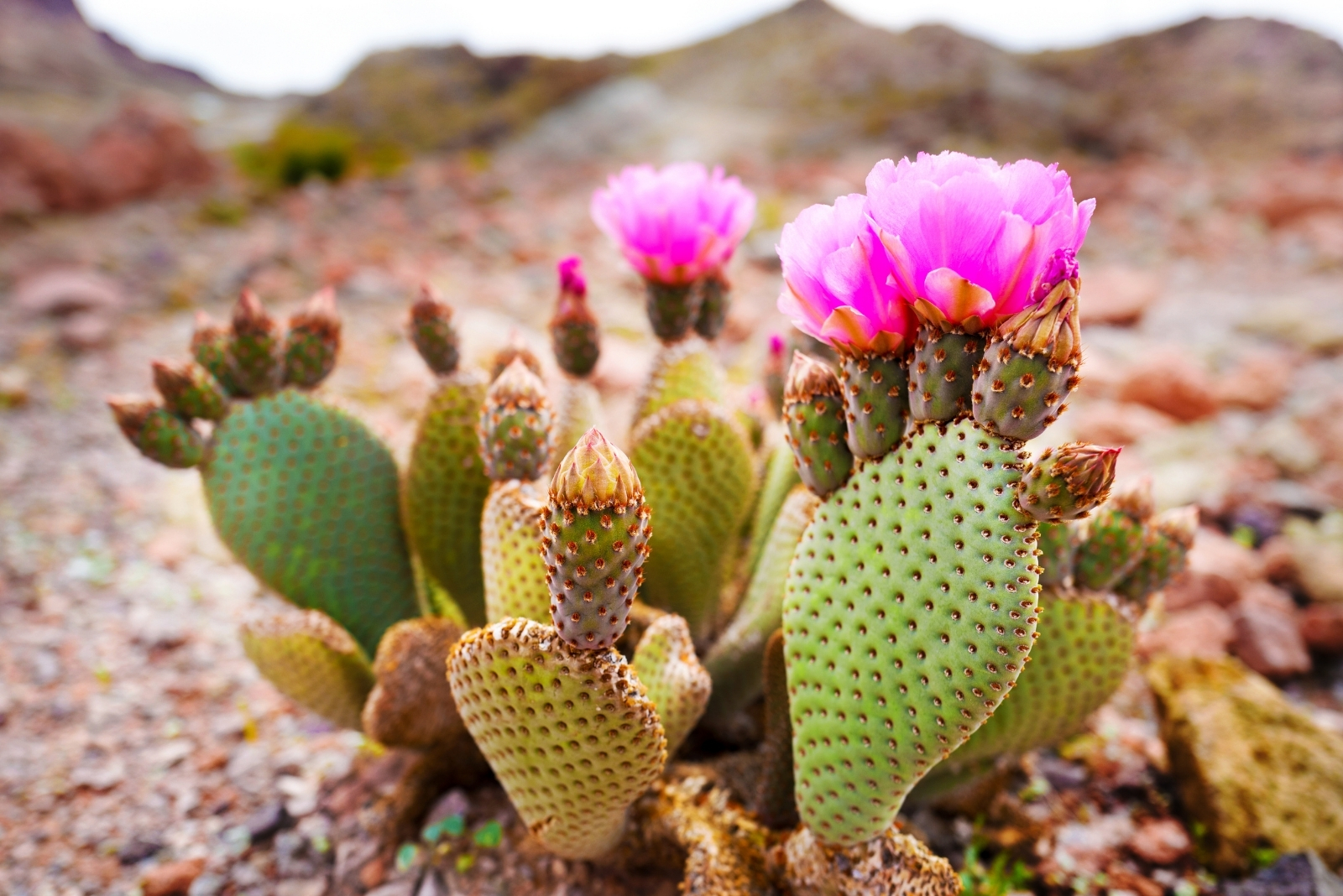 Exploring How Mexican Garden Culture Influences Arizona Neighborhoods