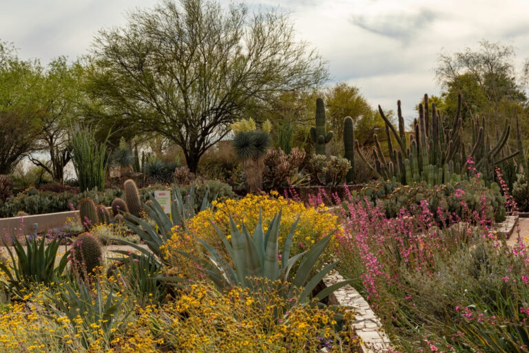 Desert Botanical Garden in Phoenix, Arizona (featured image)