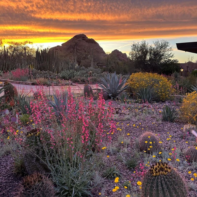 Stroll Through the Desert Wildflower Loop Trail