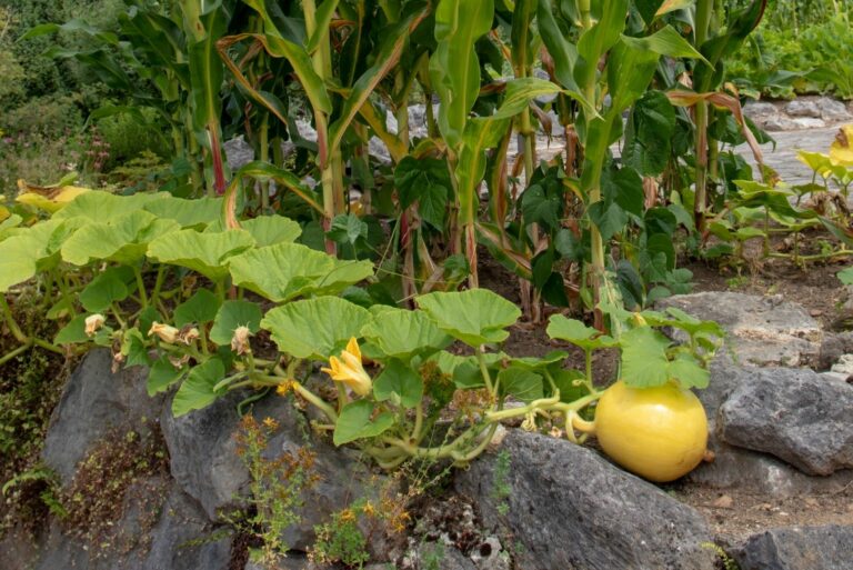 Three sisters garden. Planting corn, squash and beans together.