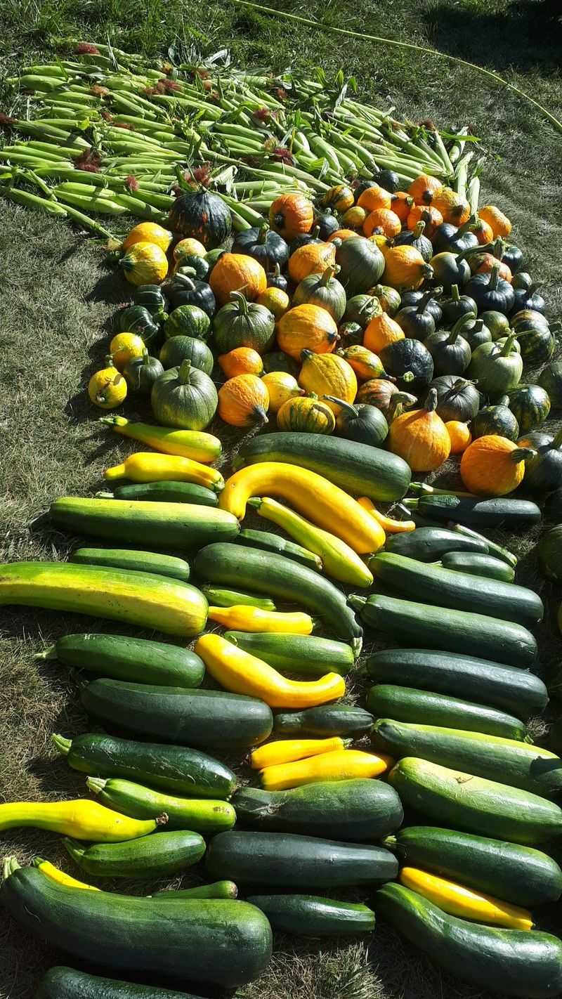The Sacred Three Sisters Planting Method
