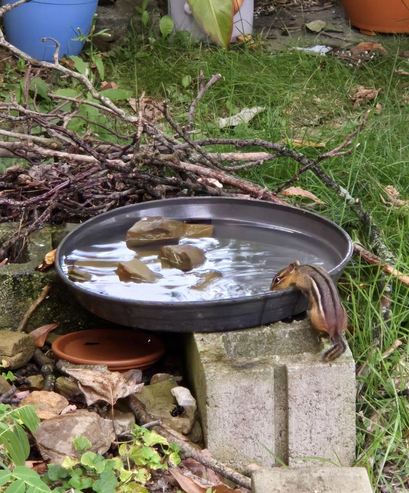 Bath Too Low Inviting Predators