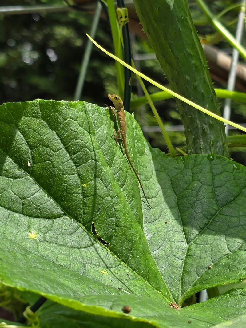 Manage Pests Naturally