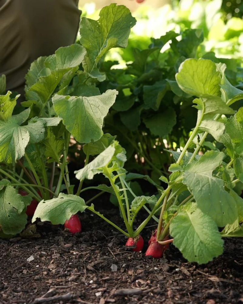 Abundant Crop Variety