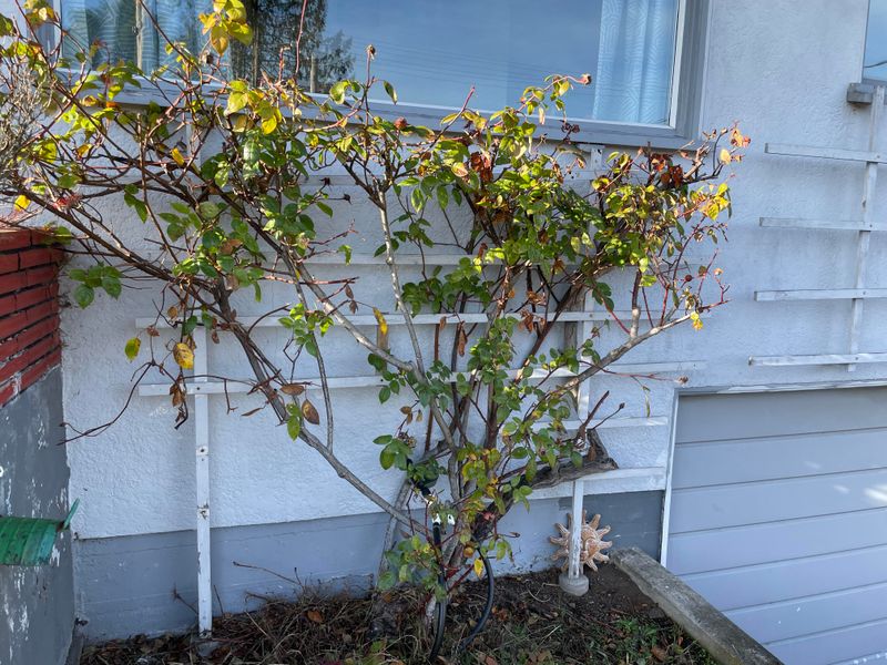 Provides Free Cutting Practice