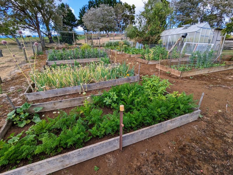 Vegetable Gardens Without Drip Irrigation