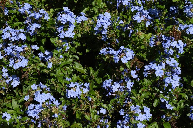 Cape Plumbago