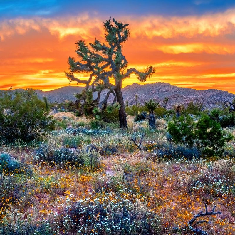 Desert Wonder at Joshua Tree