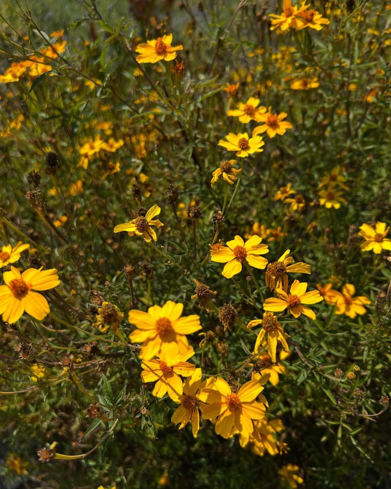 Copper Canyon Daisy