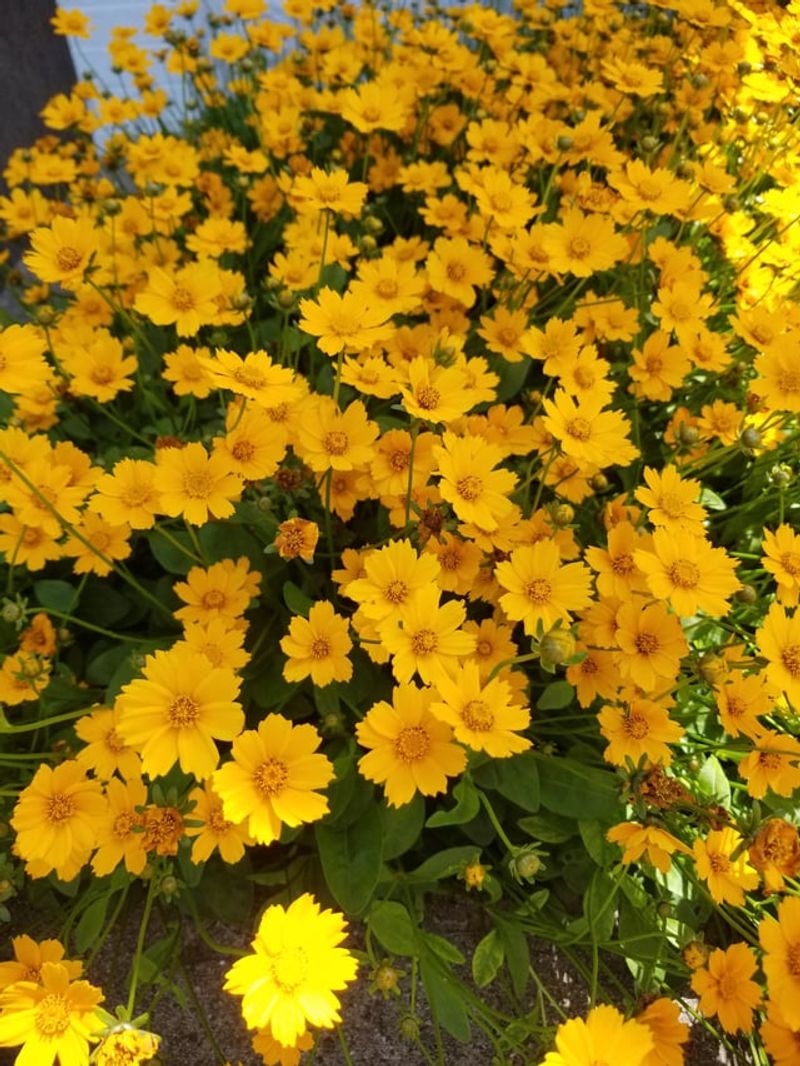Copper Canyon Daisy and Mexican Mint Marigold