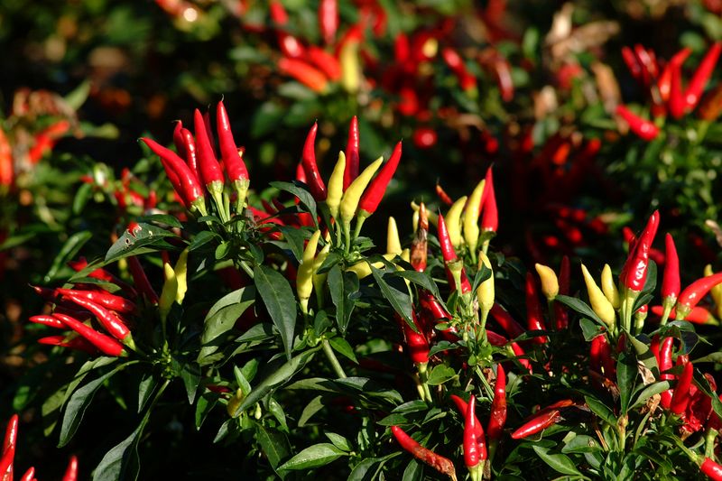 Ornamental Peppers