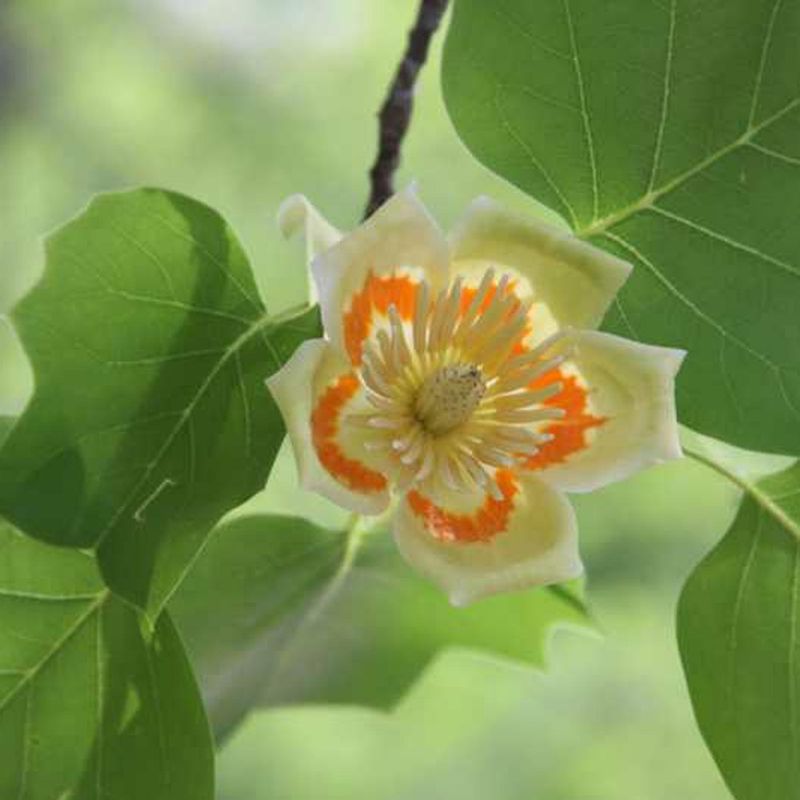 Weather-Resistant Blooms