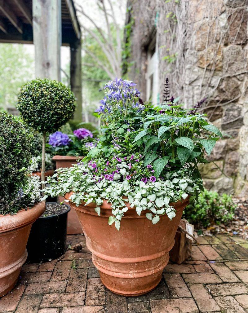 Potted Plants For Quick Protection