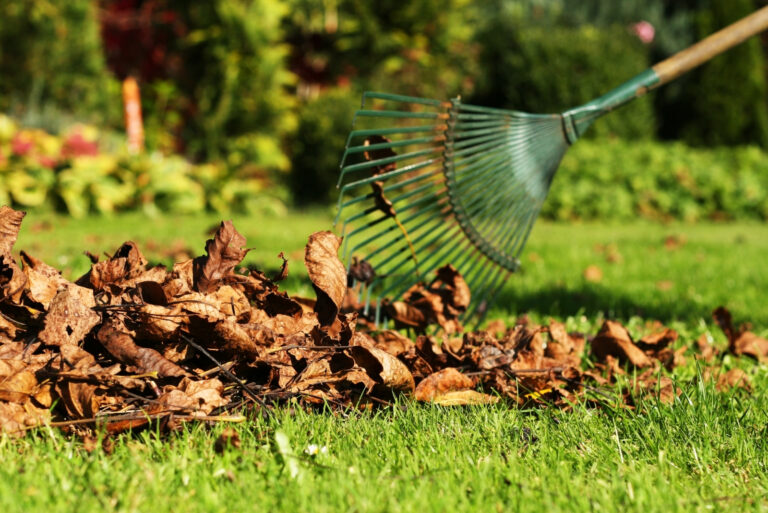 rake leaves (featured image)