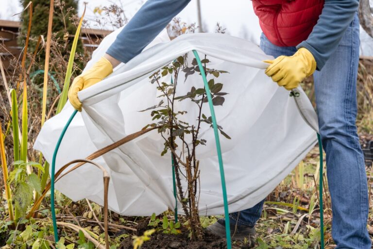 gardener puts a cover on a plant before frost