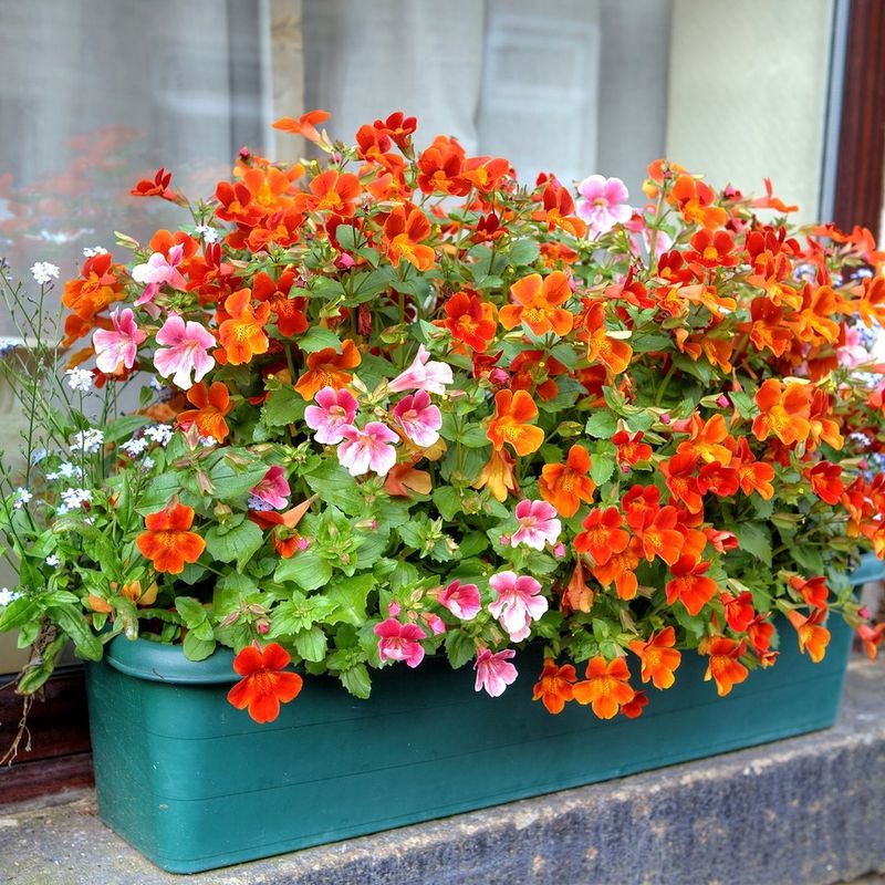 Nemesia