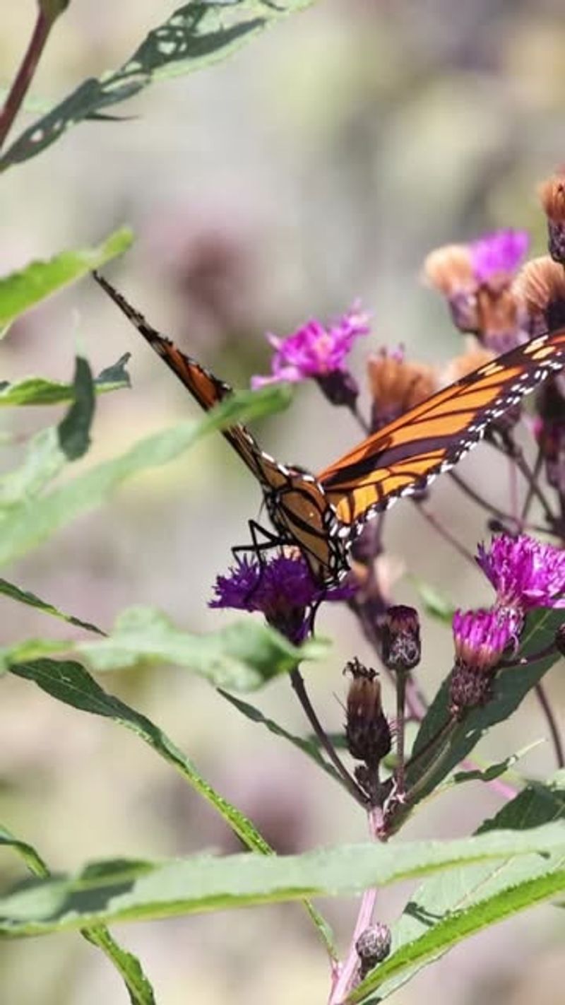 Weather Patterns Affect Migration Timing