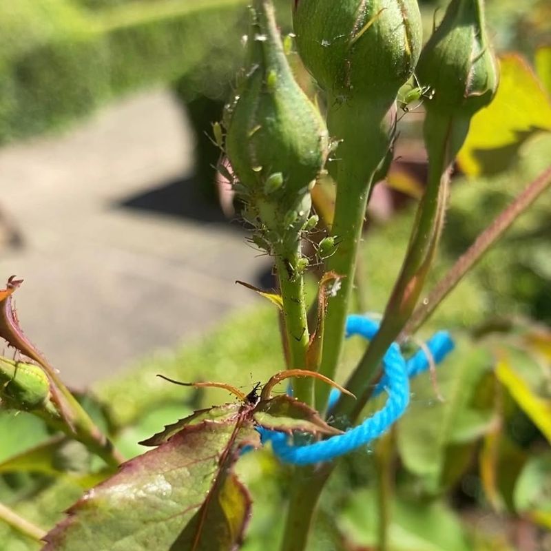 Reduced Pest Pressure Makes Life Easier