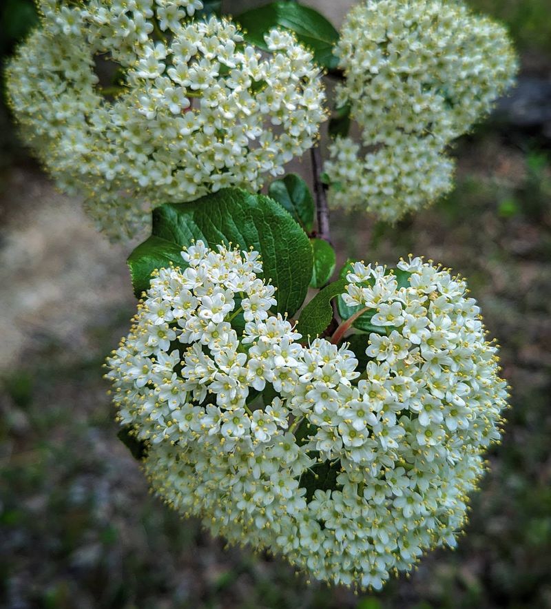 Pollinator Paradise In Spring