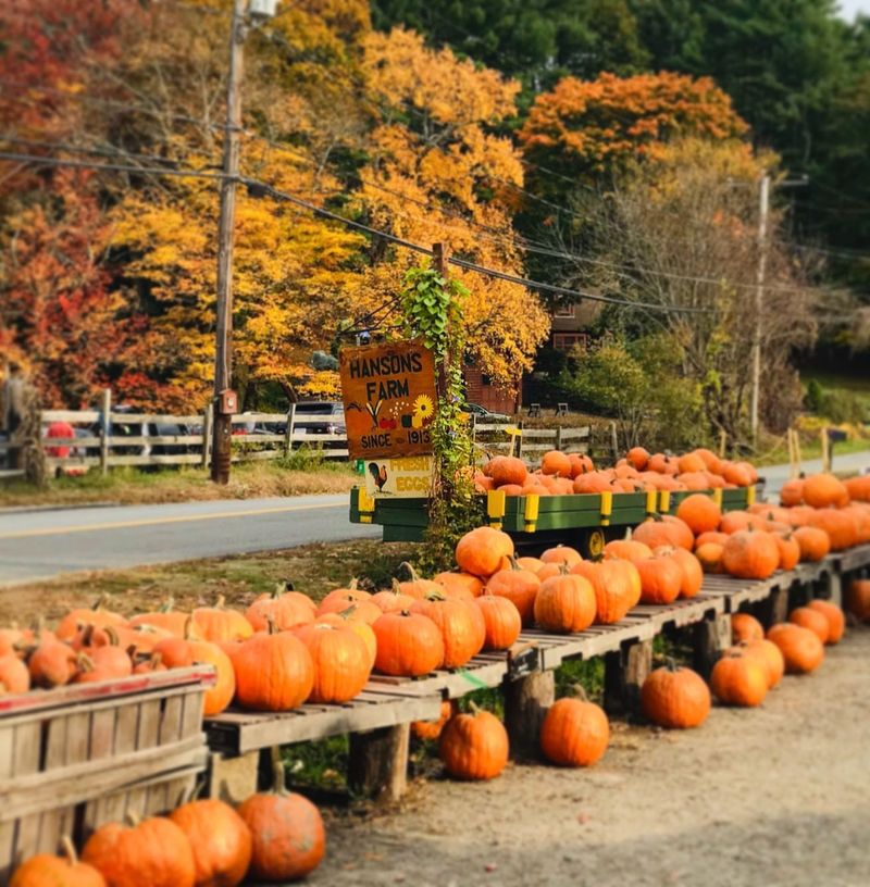 Pumpkin Patch Traditions