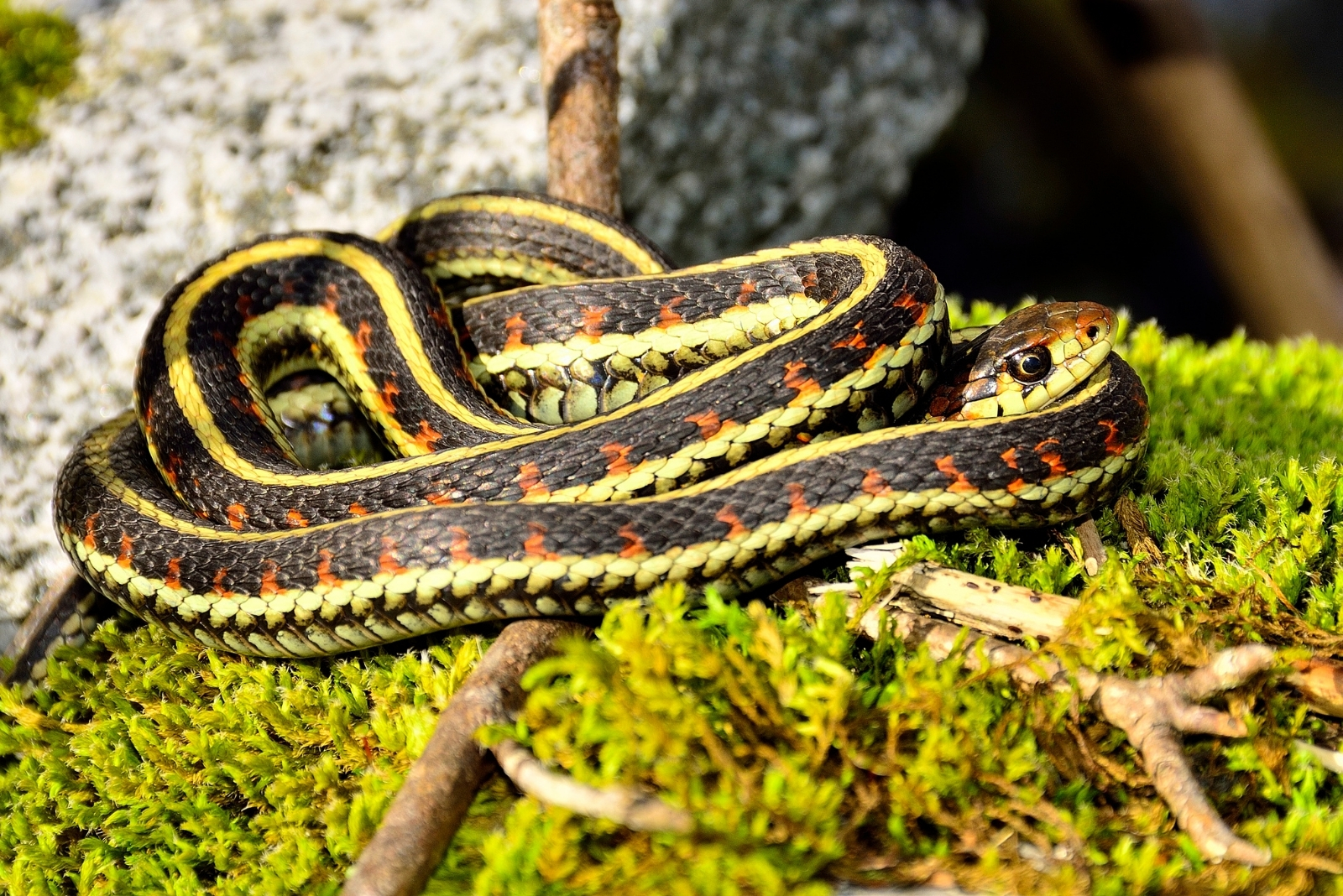 Fascinating Facts About The Garter Snakes In Florida Gardens