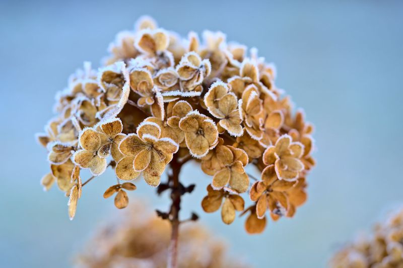 Shield From Late Frost