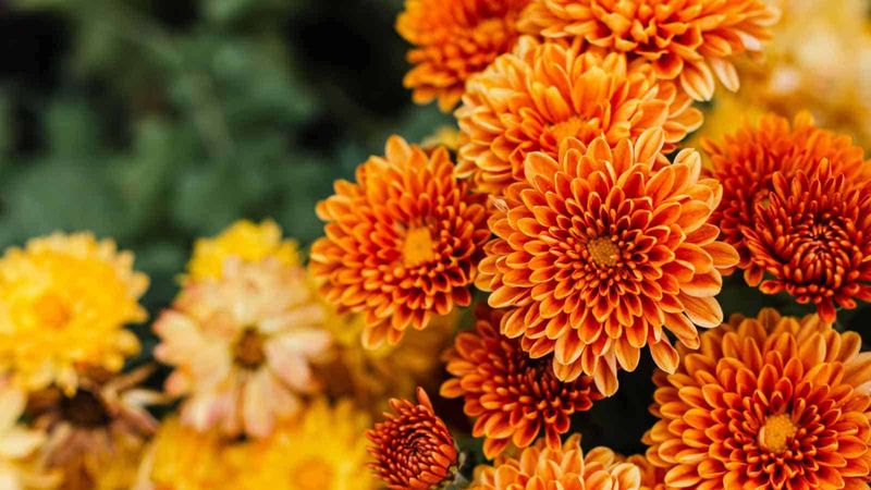 Master the Watering Balance