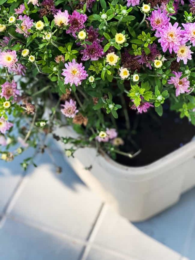 Deadhead Strategically for Continuous Blooms