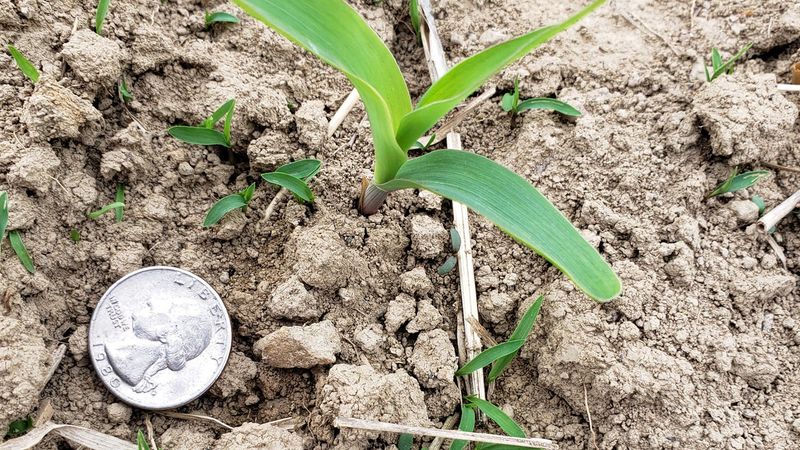 Stay Ahead Of Weed Pressure